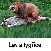 Lev a tygřice